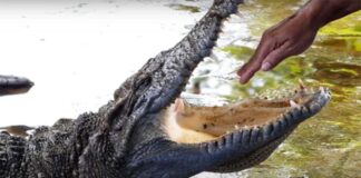 Human hand in open mouth of alligator showing risks of viewing pirated content