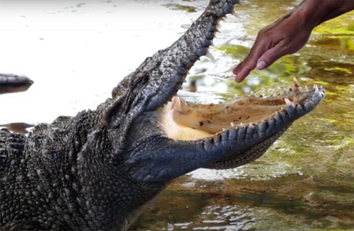 Human hand in open mouth of alligator showing risks of viewing pirated content