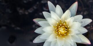 Upcoming Shows: The White Lotus, Season 3 white lotus